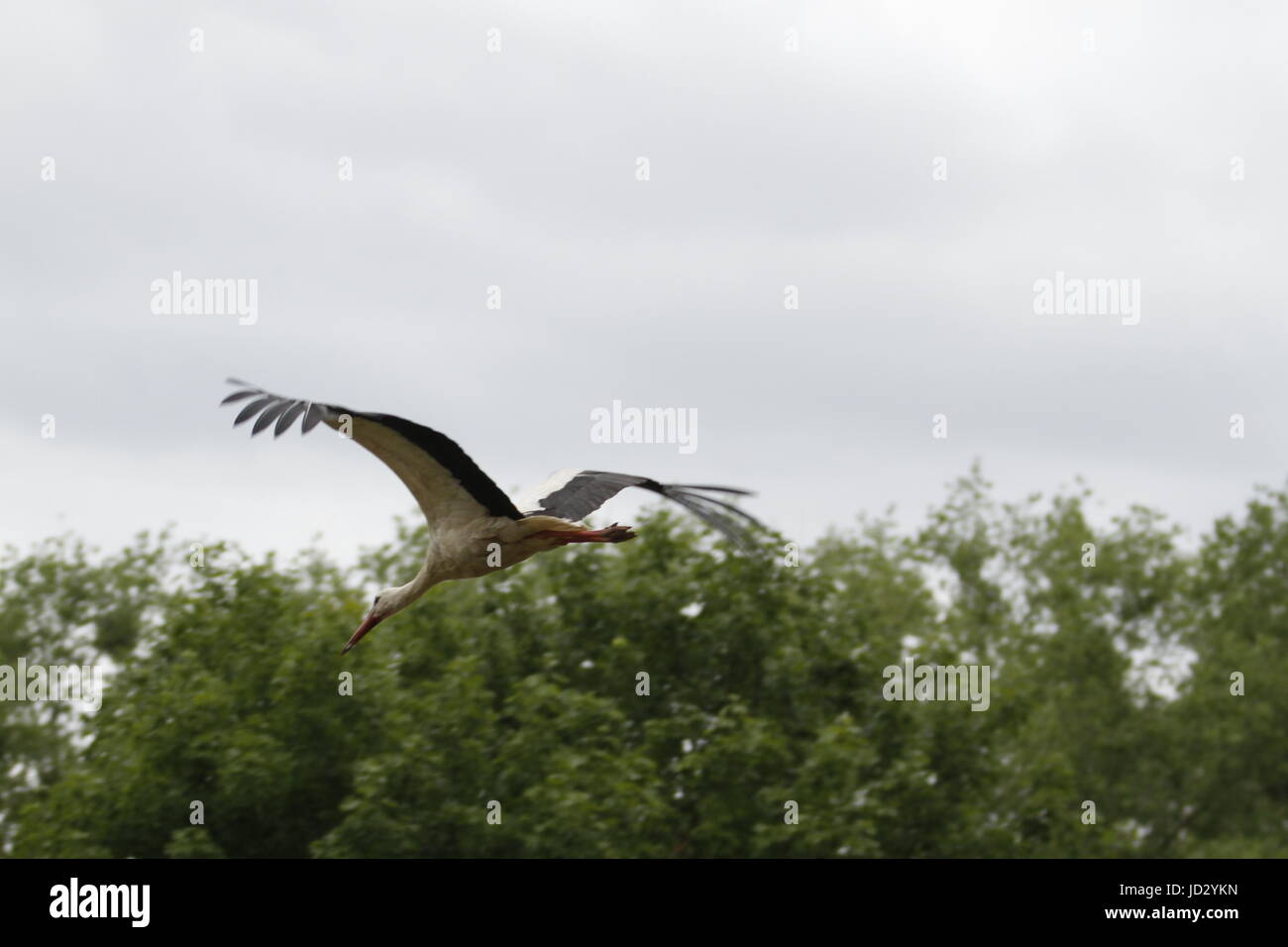 Ihlow, Dorf, Germany. 17th June, 2017. Storch in flight in Ihlow in Oberbarnim in Germany. Credit: Simone Kuhlmey/Pacific Press/Alamy Live News Stock Photo
