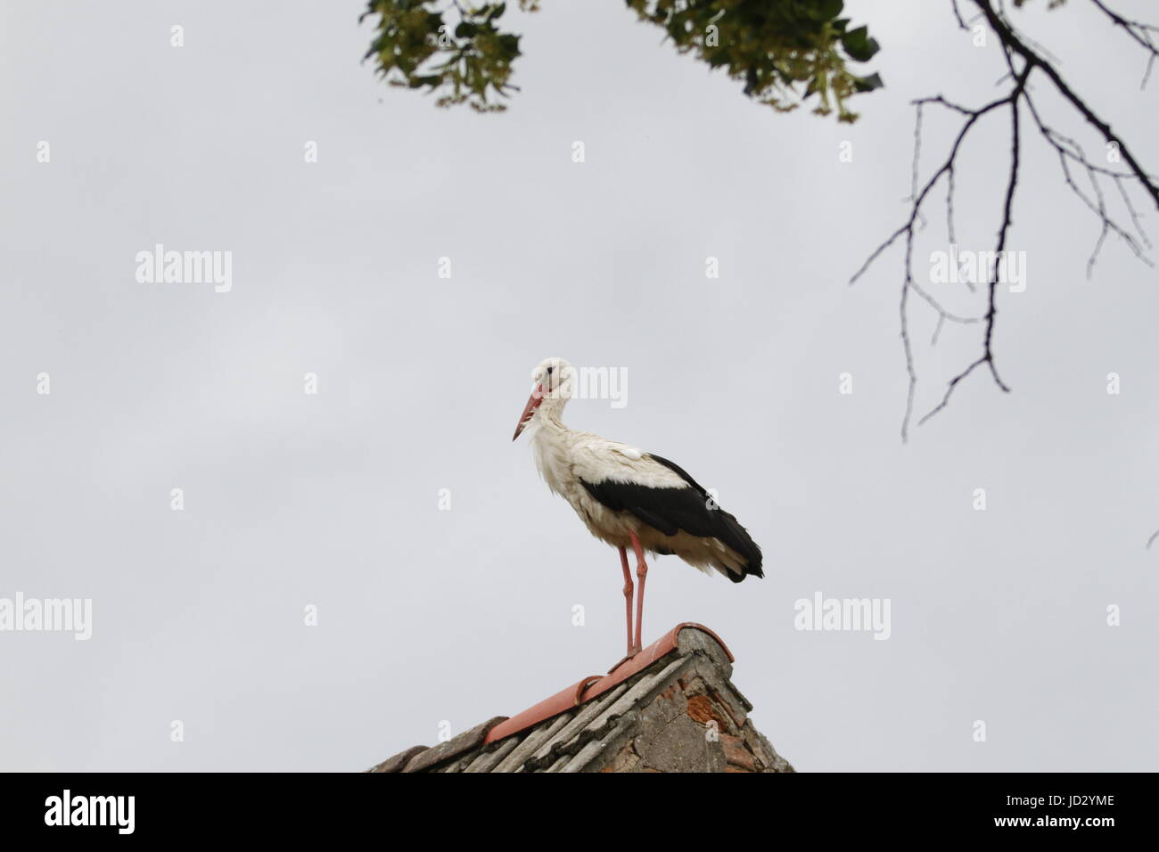Ihlow, Dorf, Germany. 17th June, 2017. Stork on a roof in Ihlow in Oberbarnim in Germany Credit: Simone Kuhlmey/Pacific Press/Alamy Live News Stock Photo