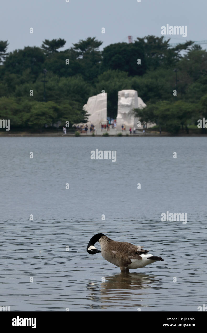 Canada goose, Branta canadensis, Washington D.C. ,with Martin Luther King Jr. monumenet in the background Stock Photo