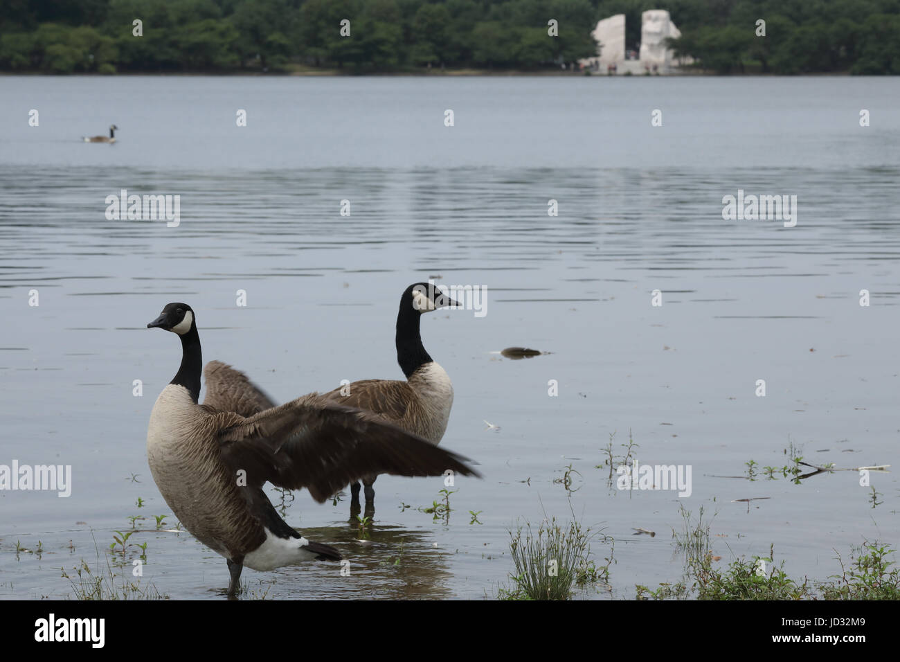 Canada geese, Branta canadensis, Washington D.C. ,with Martin Luther King Jr. monumenet in the background Stock Photo