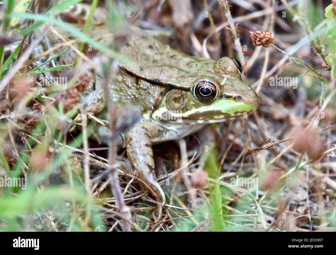 American Bullfrog (Lithobates Catesbeianus Stock Photo - Alamy