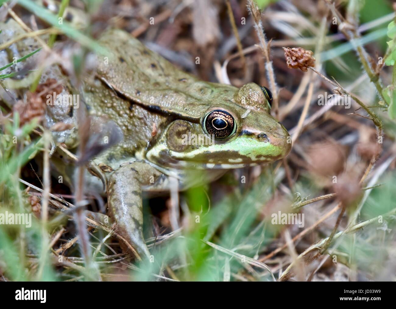 American bullfrog lithobates catesbeianus hires stock photography and images Alamy