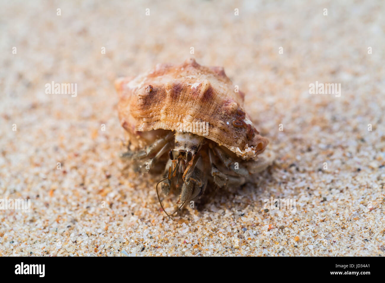 hermit crab walk on the beach Stock Photo - Alamy