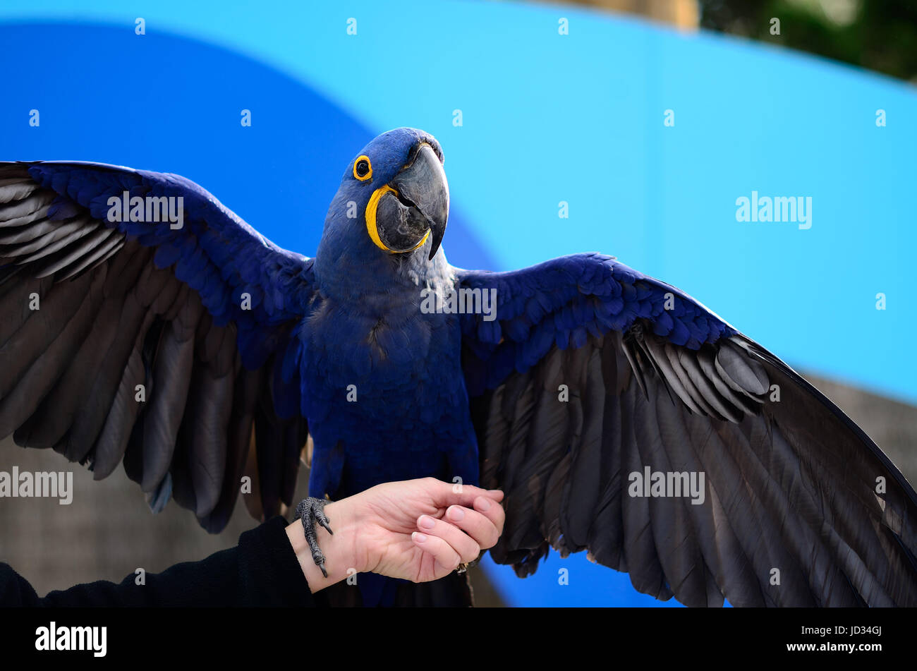cheerful blue macaw showing off and spreading its wings on a trainer's hand Stock Photo
