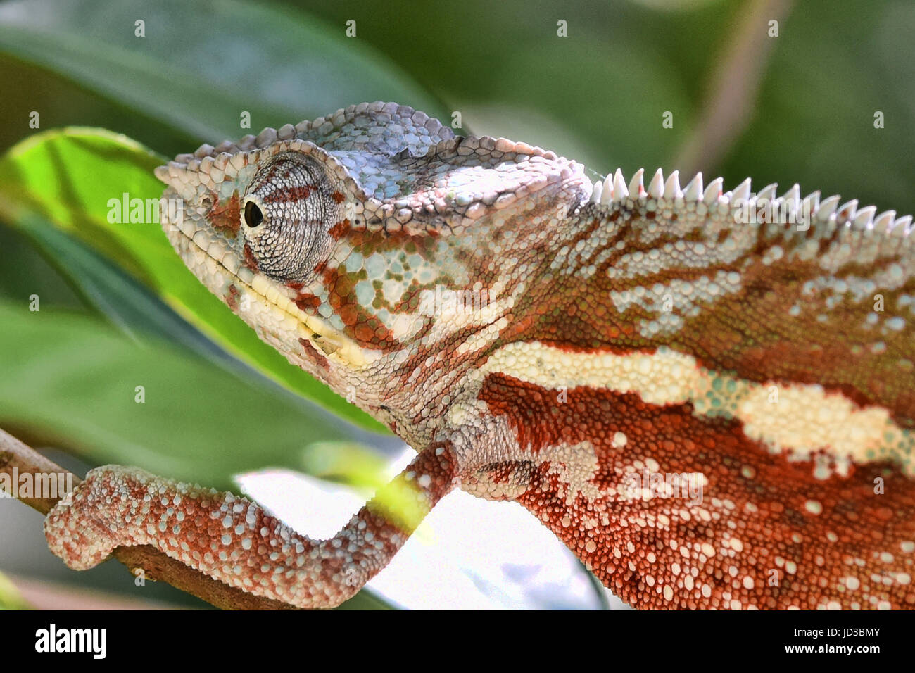 Colourful Panther chameleon (Furcifer pardalis), Andasibe, Madagascar Stock Photo