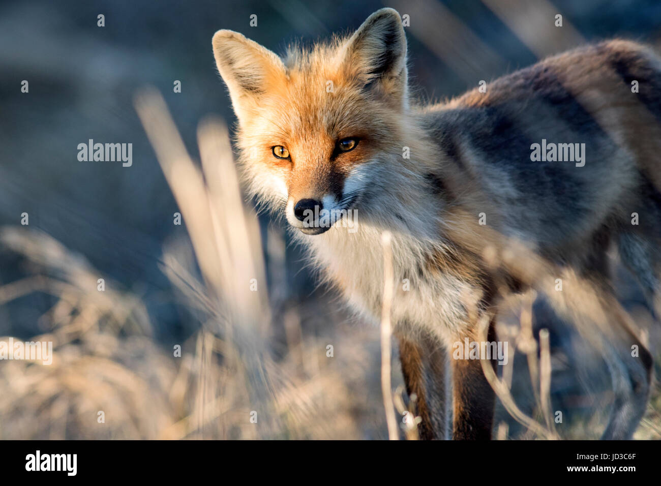 Red fox (Vulpes vulpes) - Crow Head, Twillingate, Newfoundland, Canada Stock Photo