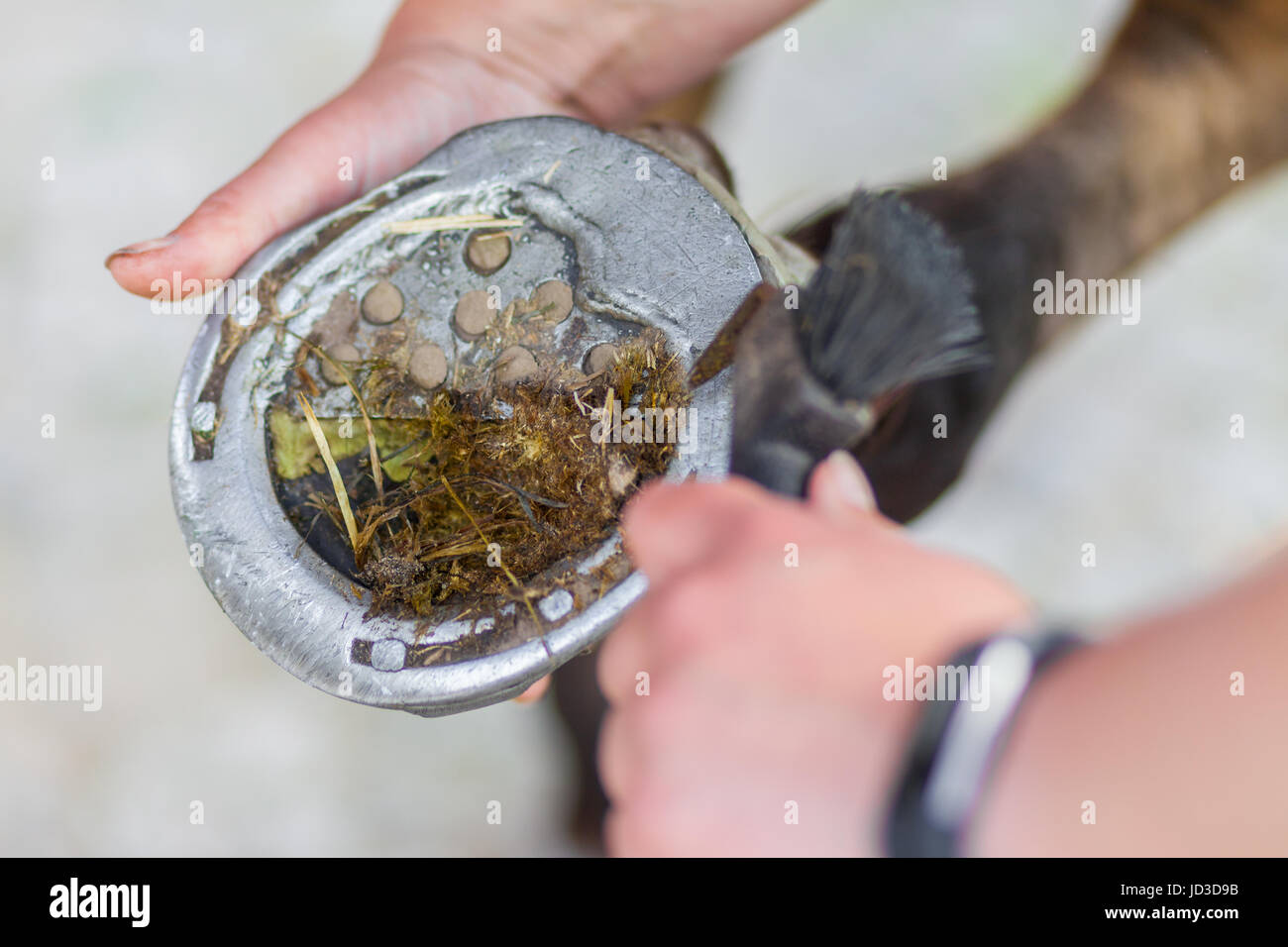 hoof care on a brown horse leg Stock Photo Alamy