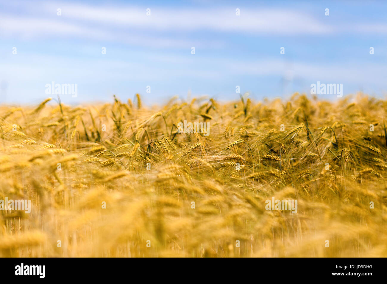 golden corn field Stock Photo - Alamy
