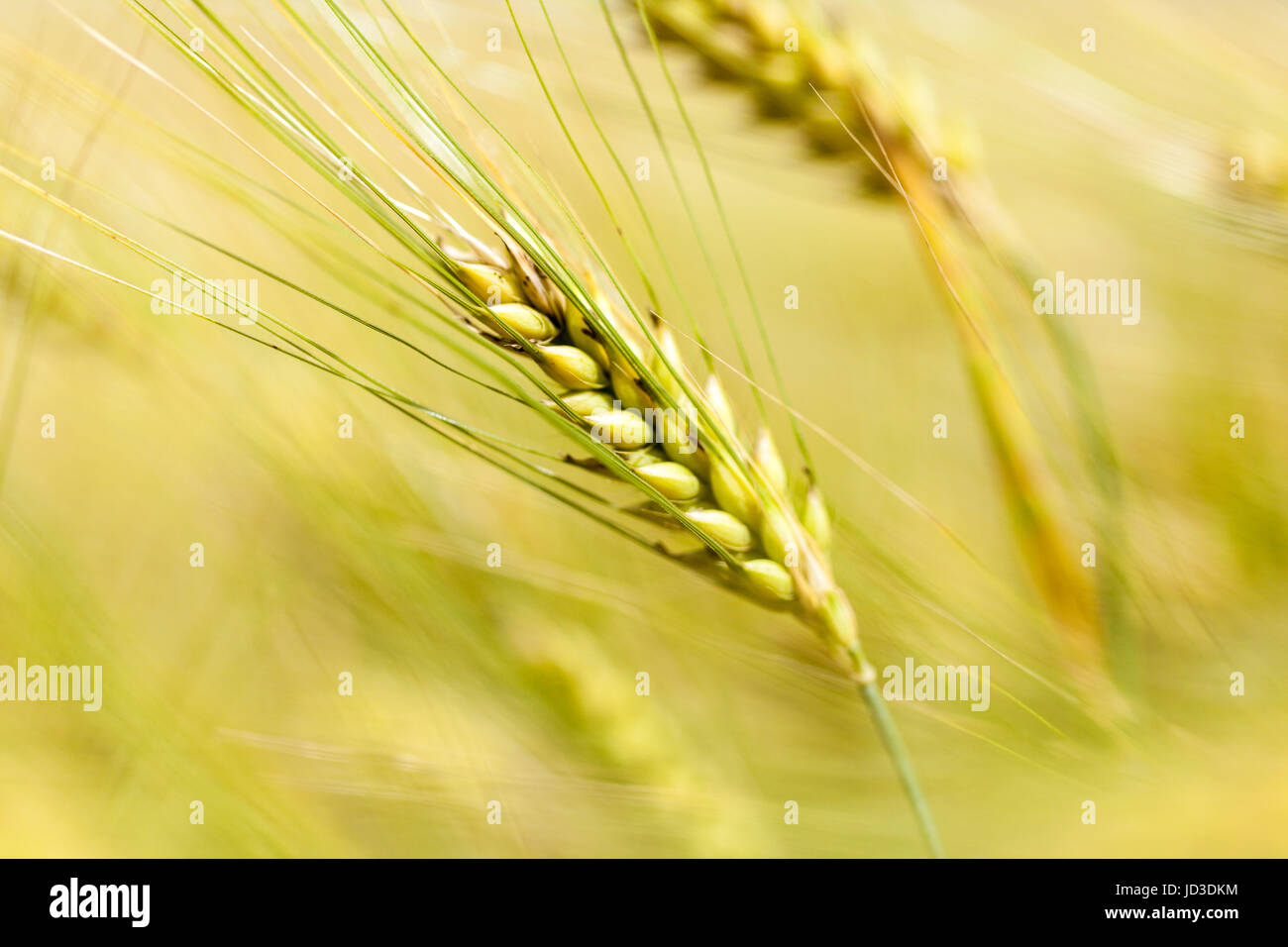 golden corn field Stock Photo - Alamy