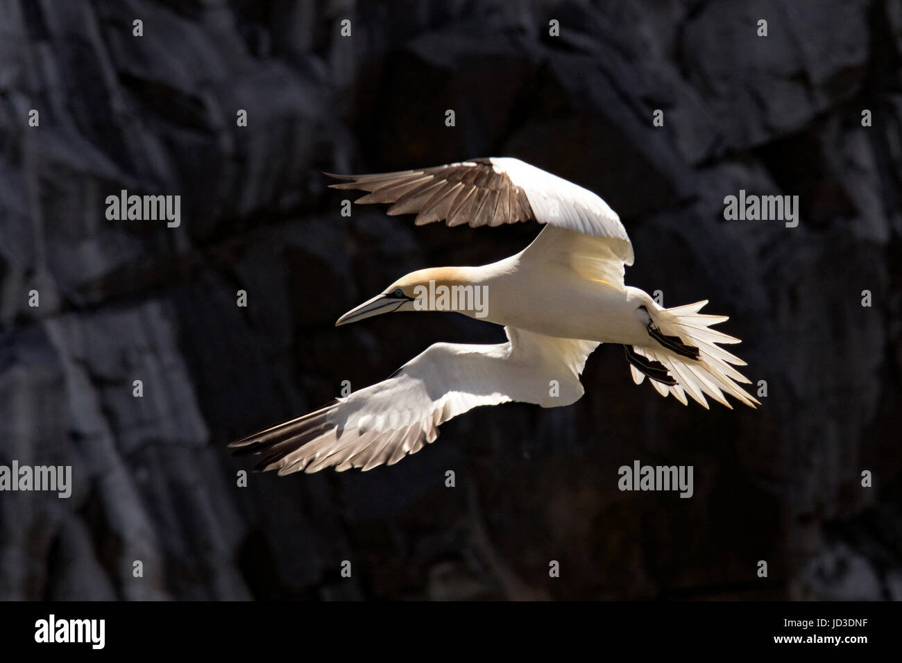Northern Gannet (Morus bassanus) in flight at Cape St. Mary's Ecological Reserve, Cape St. Mary's, Avalon Peninsula, Newfoundland, Canada Stock Photo