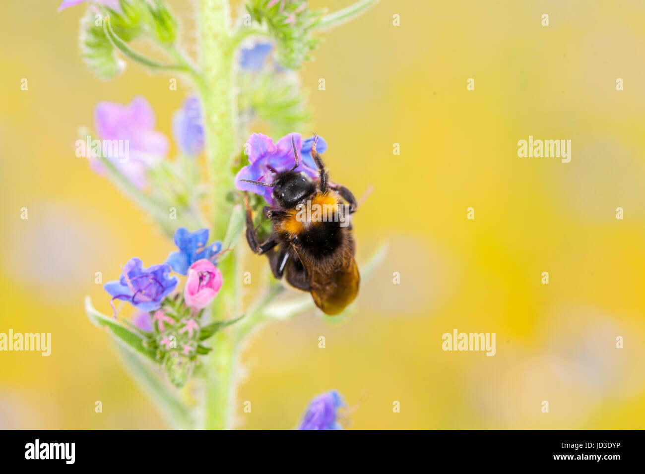 bumblebee on a flower Stock Photo