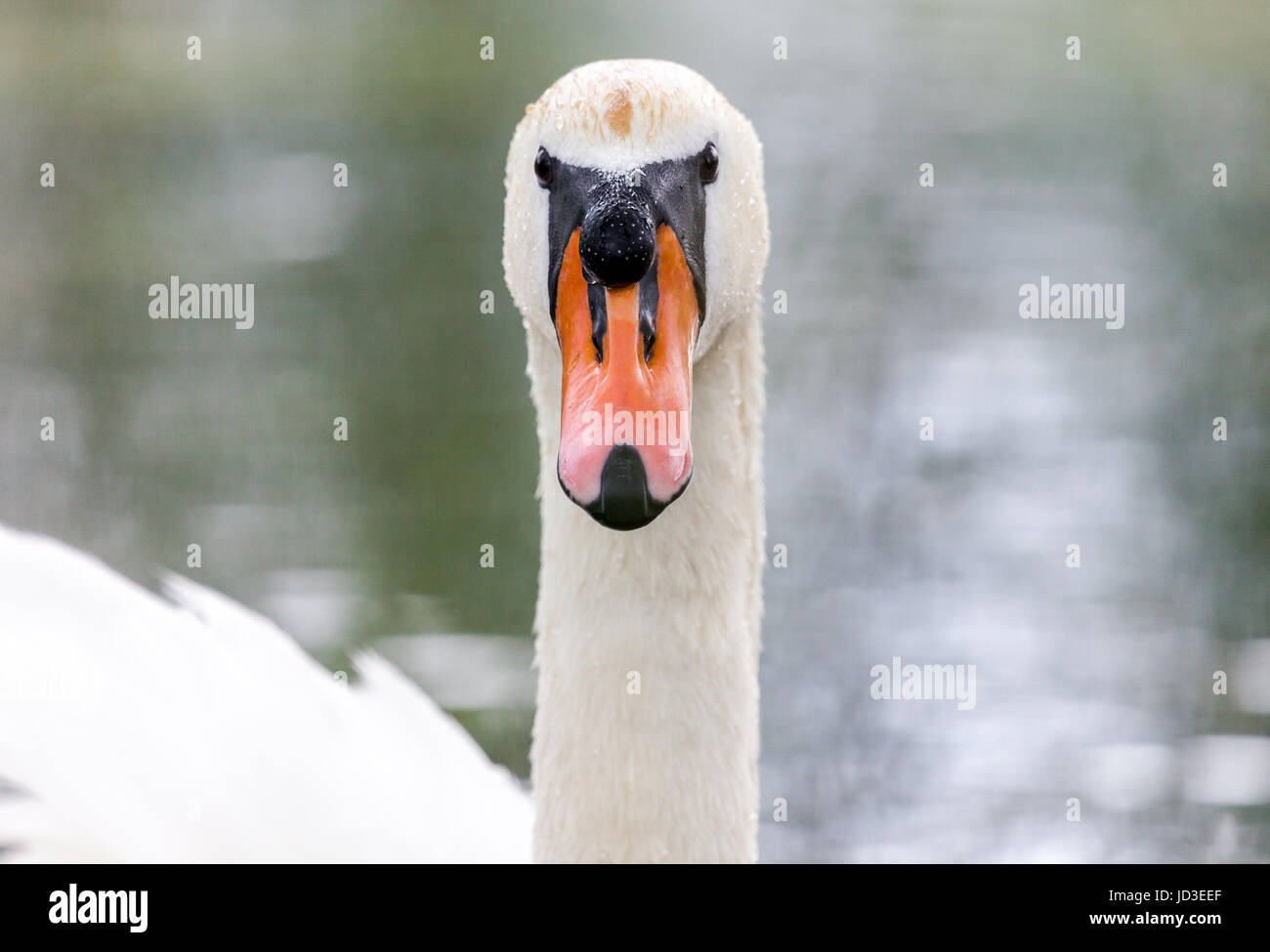 a white swan looks to the camera Stock Photo Alamy