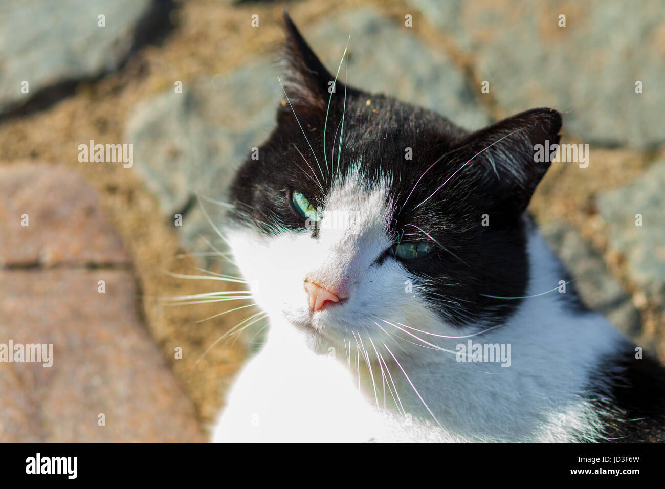 a black white cat looks to the camera Stock Photo - Alamy