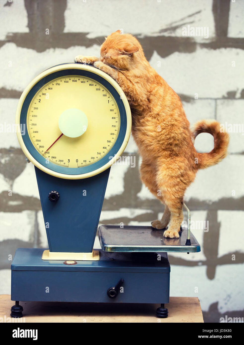 Cat standing on the scales. Cat Weigh control. Healthy body weight Stock  Photo - Alamy