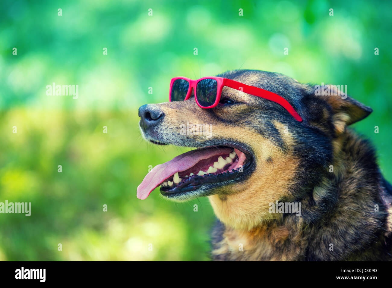 Fashion portrait of a dog wearing sunglasses sitting outdoor in the