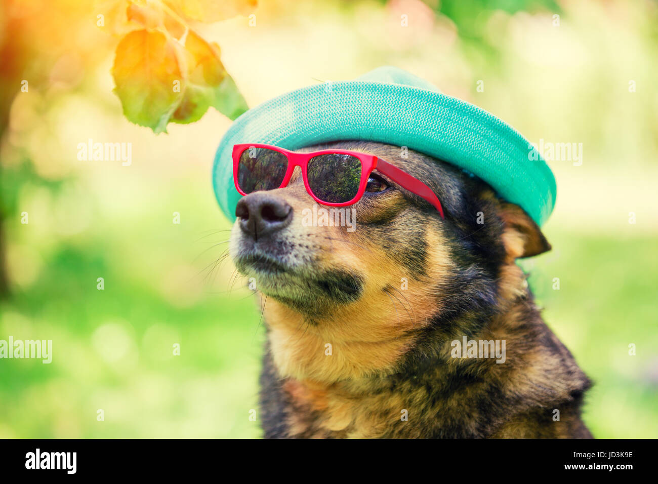 Fashion portrait of a dog wearing summer hat and sunglasses sitting ...