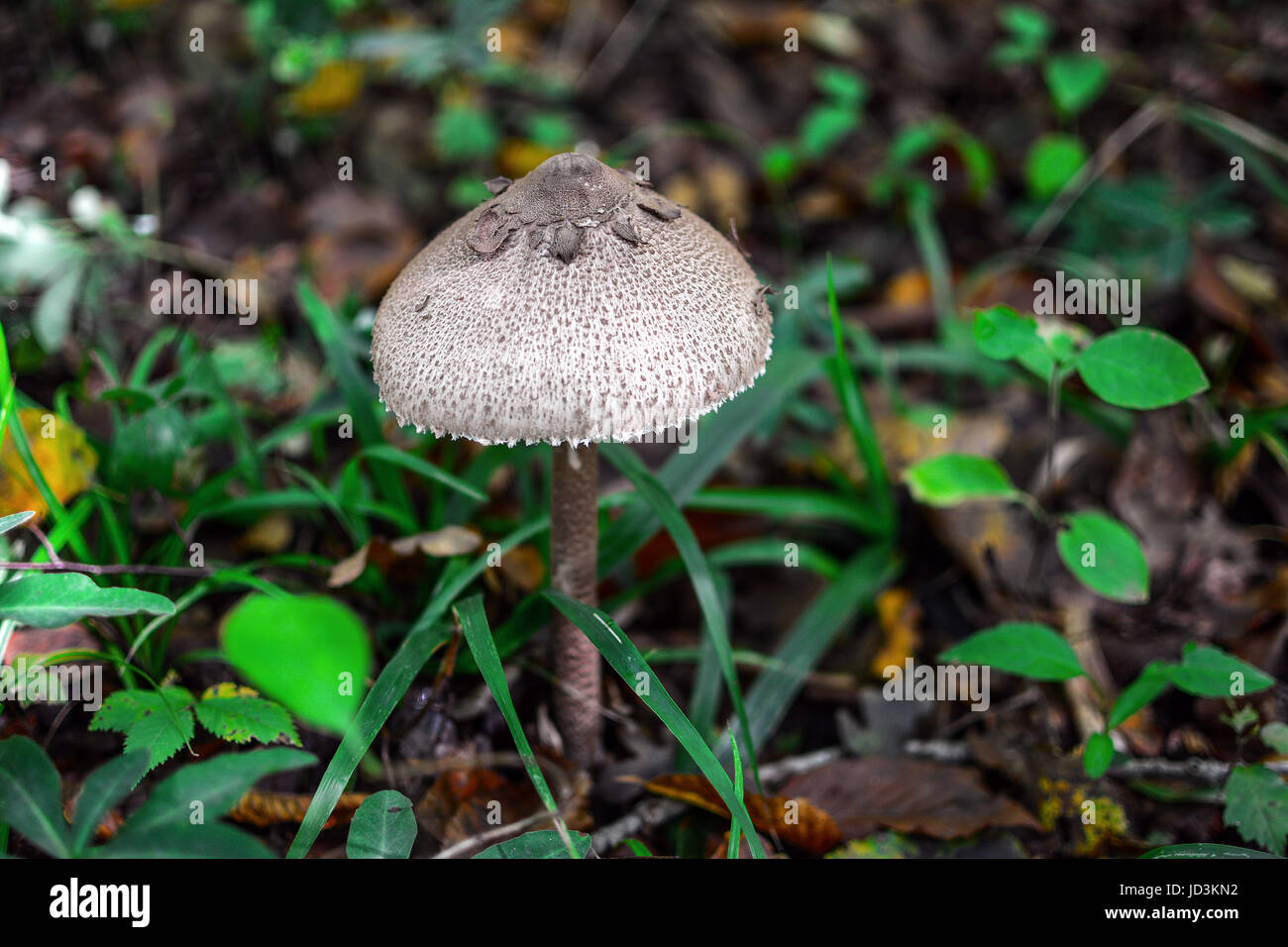 Dangerous mushrooms hi-res stock photography and images - Alamy