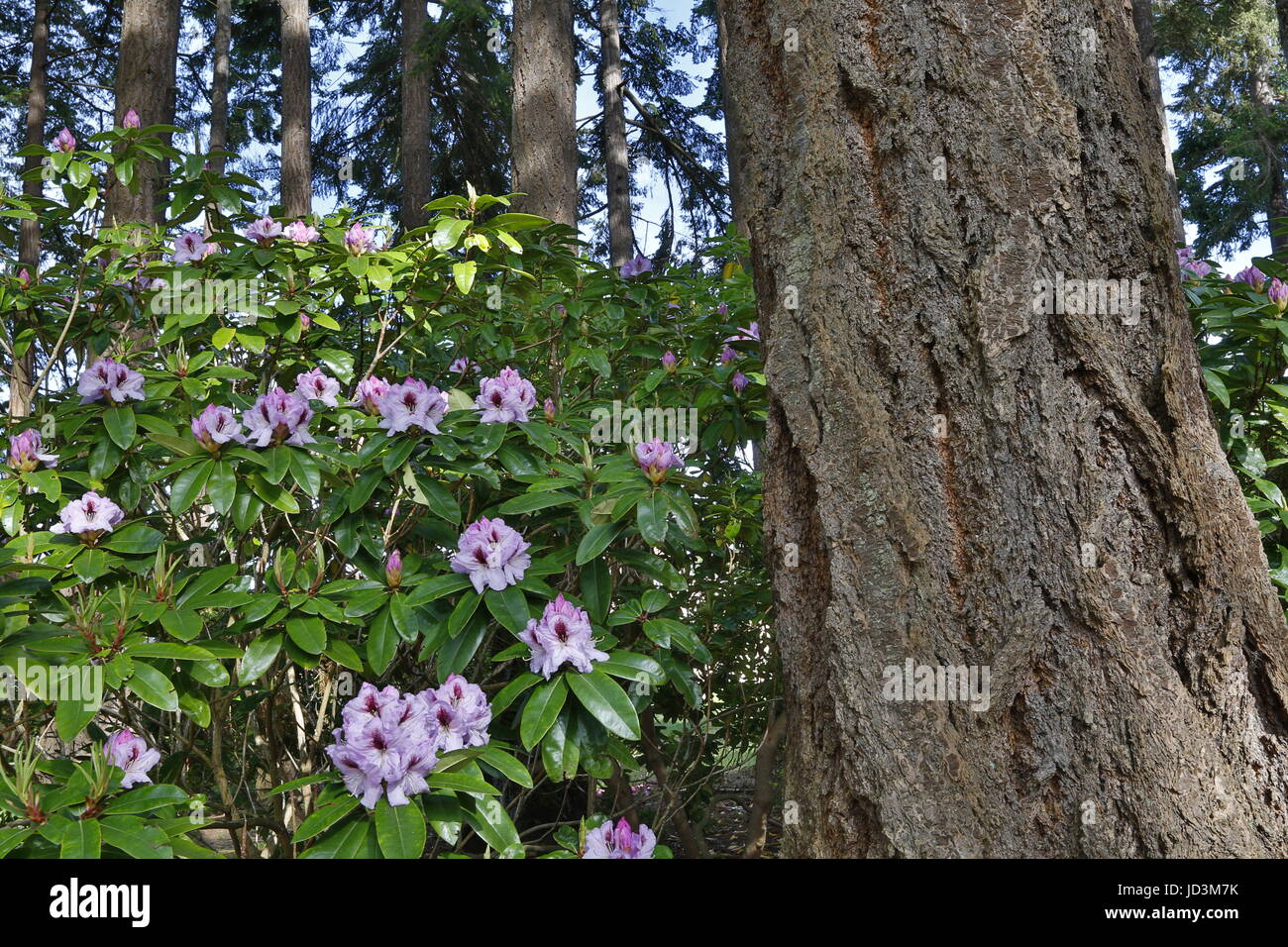 Rhododendron, rhododendrons in the forest of Pacific Northwest with fir tree. Stock Photo