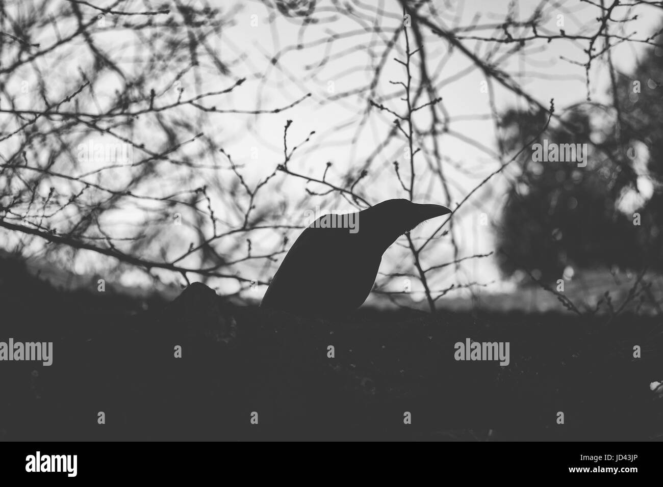 Silhouette of black creepy crow with tree branch in the background. Stock Photo