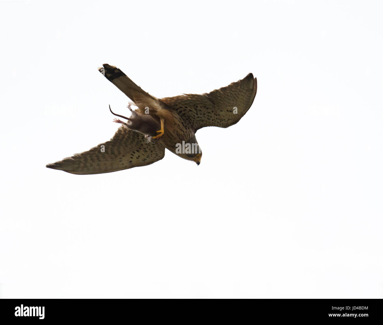 A wild male kestrel (Falco tinnunculus) carries off a hapless vole in it's talons, Pembrokeshire Stock Photo