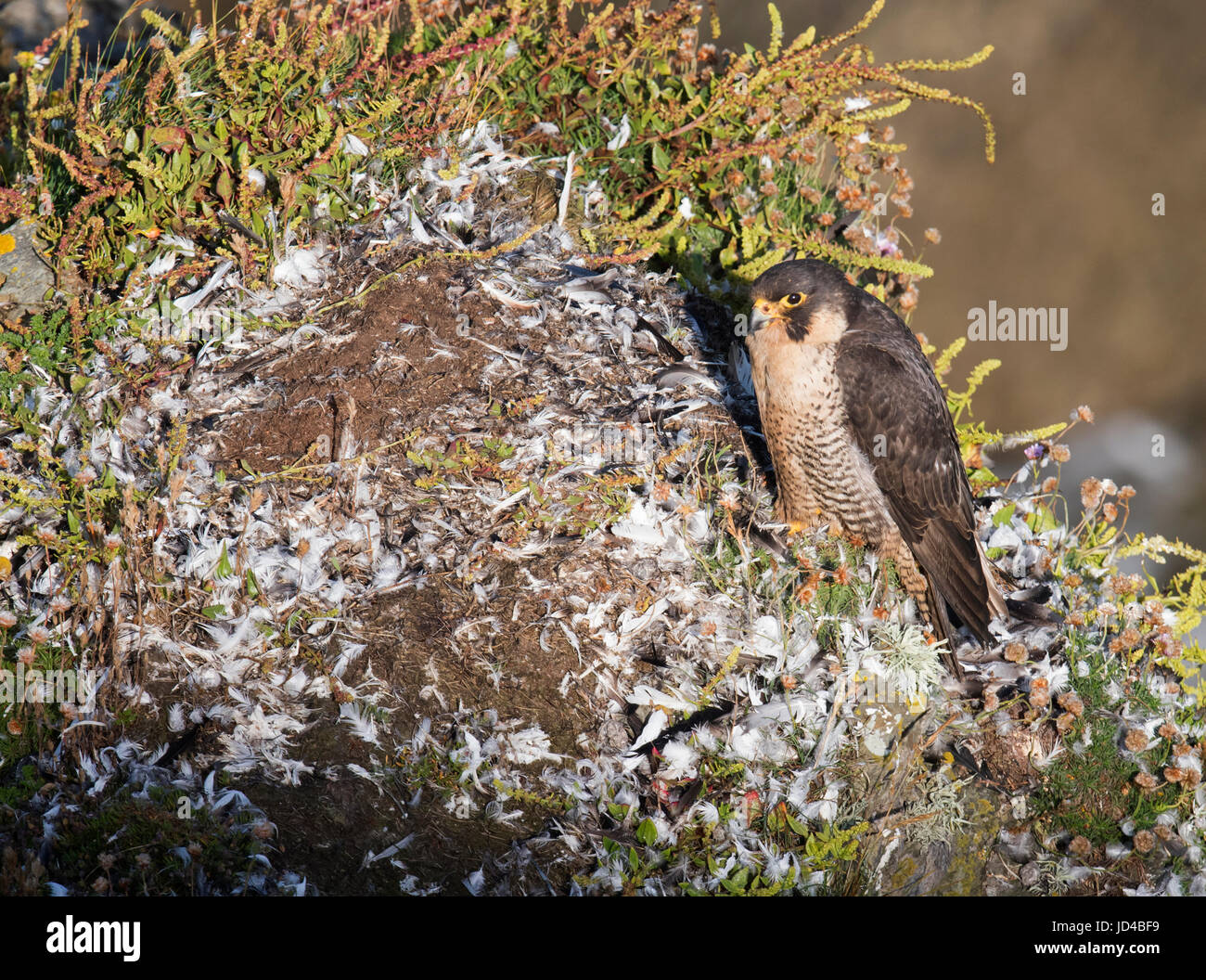 Wild Peregrine falcon (Falco peregrinus) on it's 'plucking ledge' on Pembrokeshire coast Stock Photo
