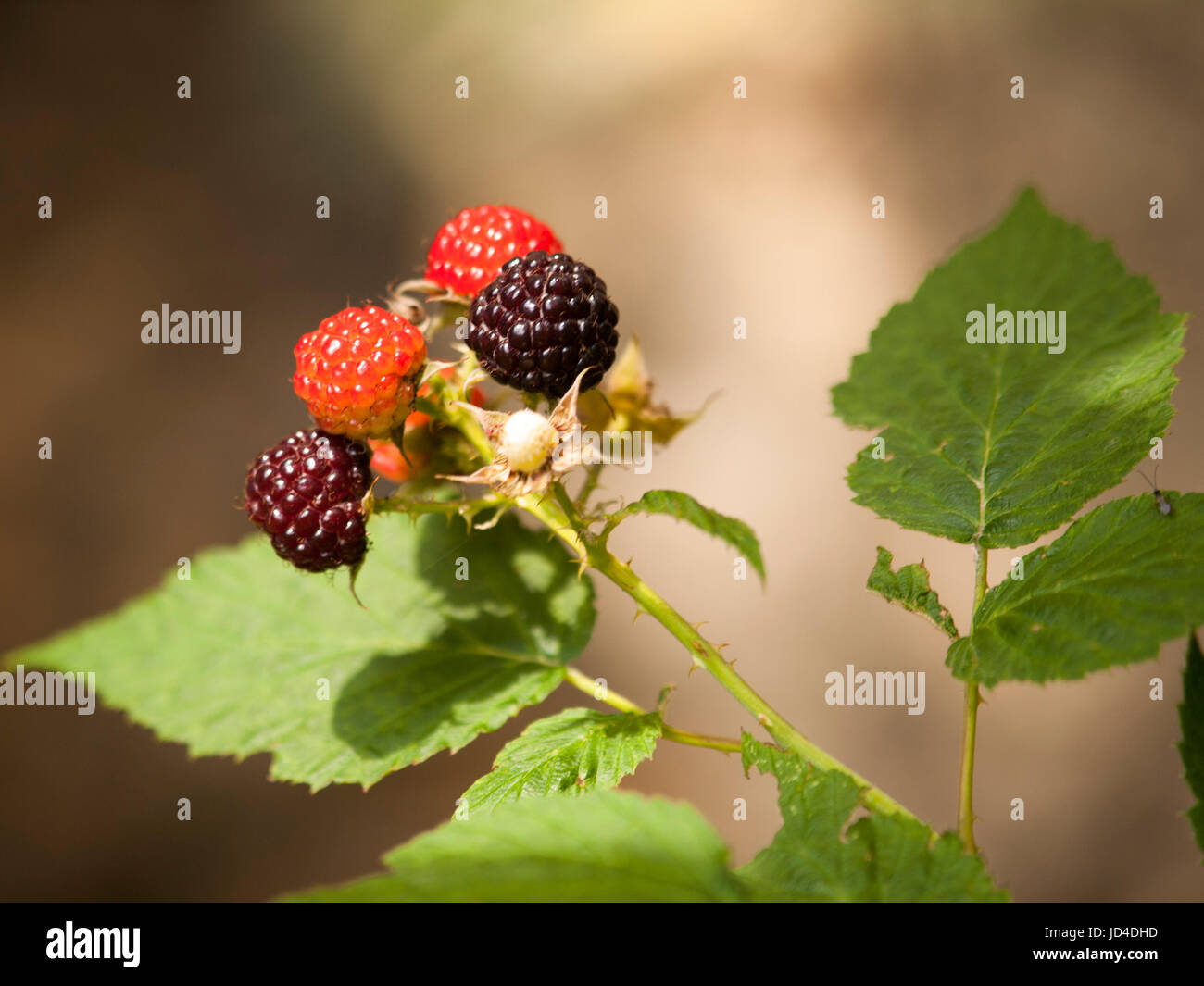 Detail of ripening blackberries on branch in summer - Rubus fruticosus Stock Photo