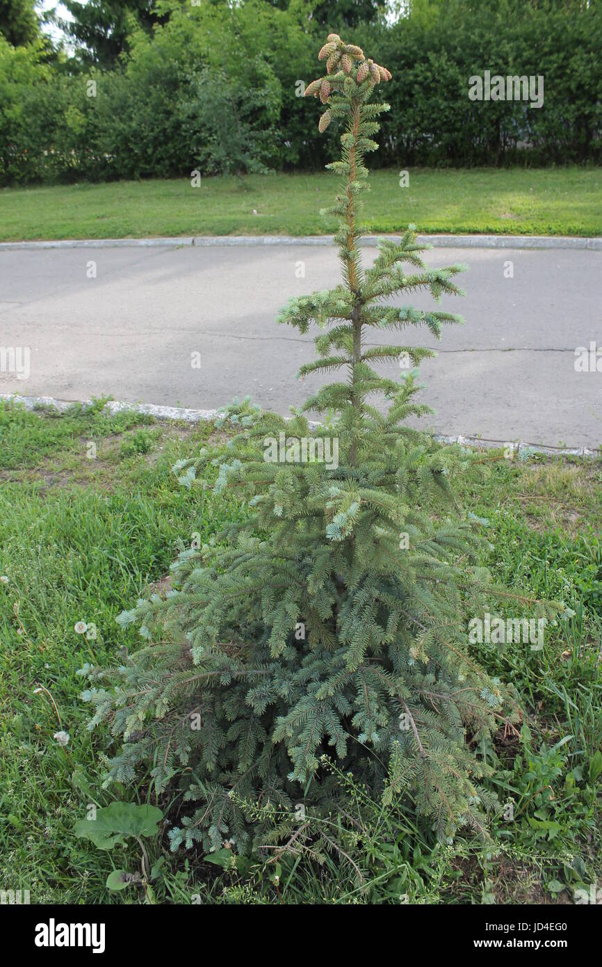 Blue spruce, spruce in garden landscape design. Stock Photo