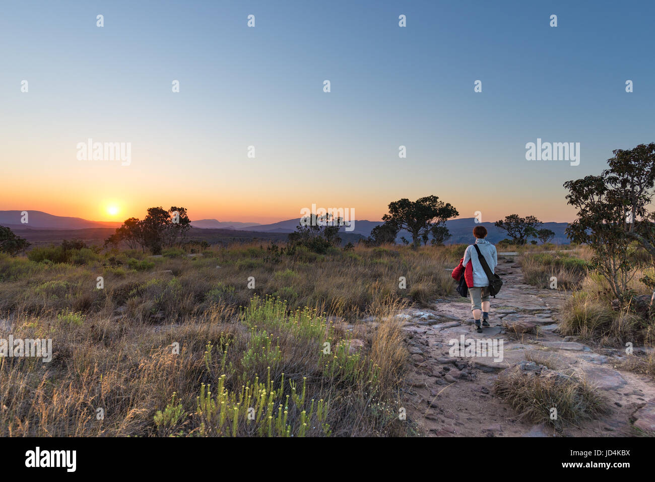 Sunset on the plateau at Blyde River Canyon, famous travel destination in South Africa. One person walking in the bush, rear view. Stock Photo