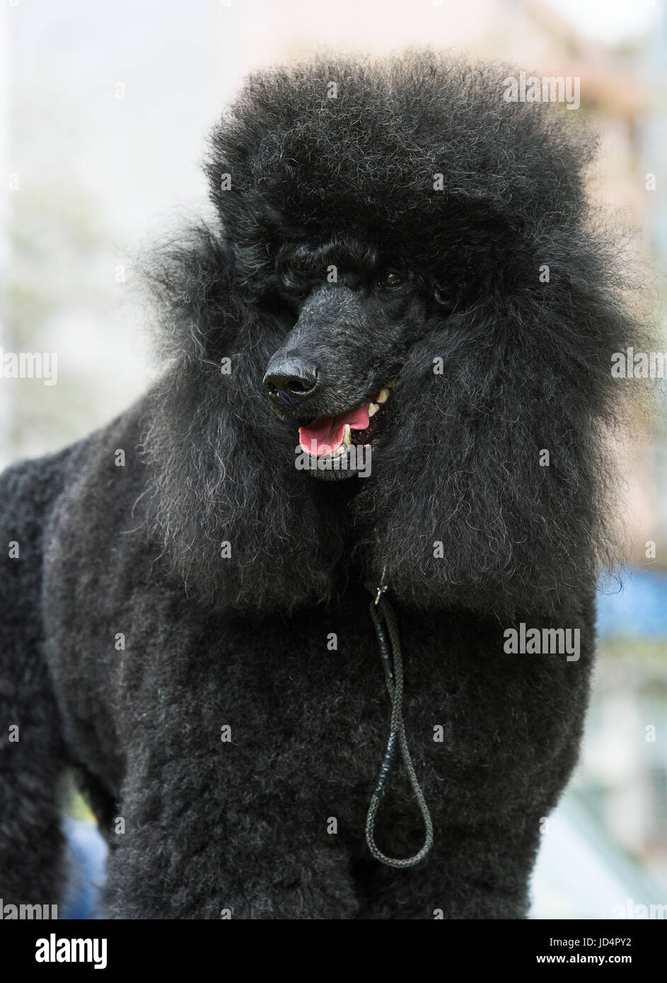 large french poodle
