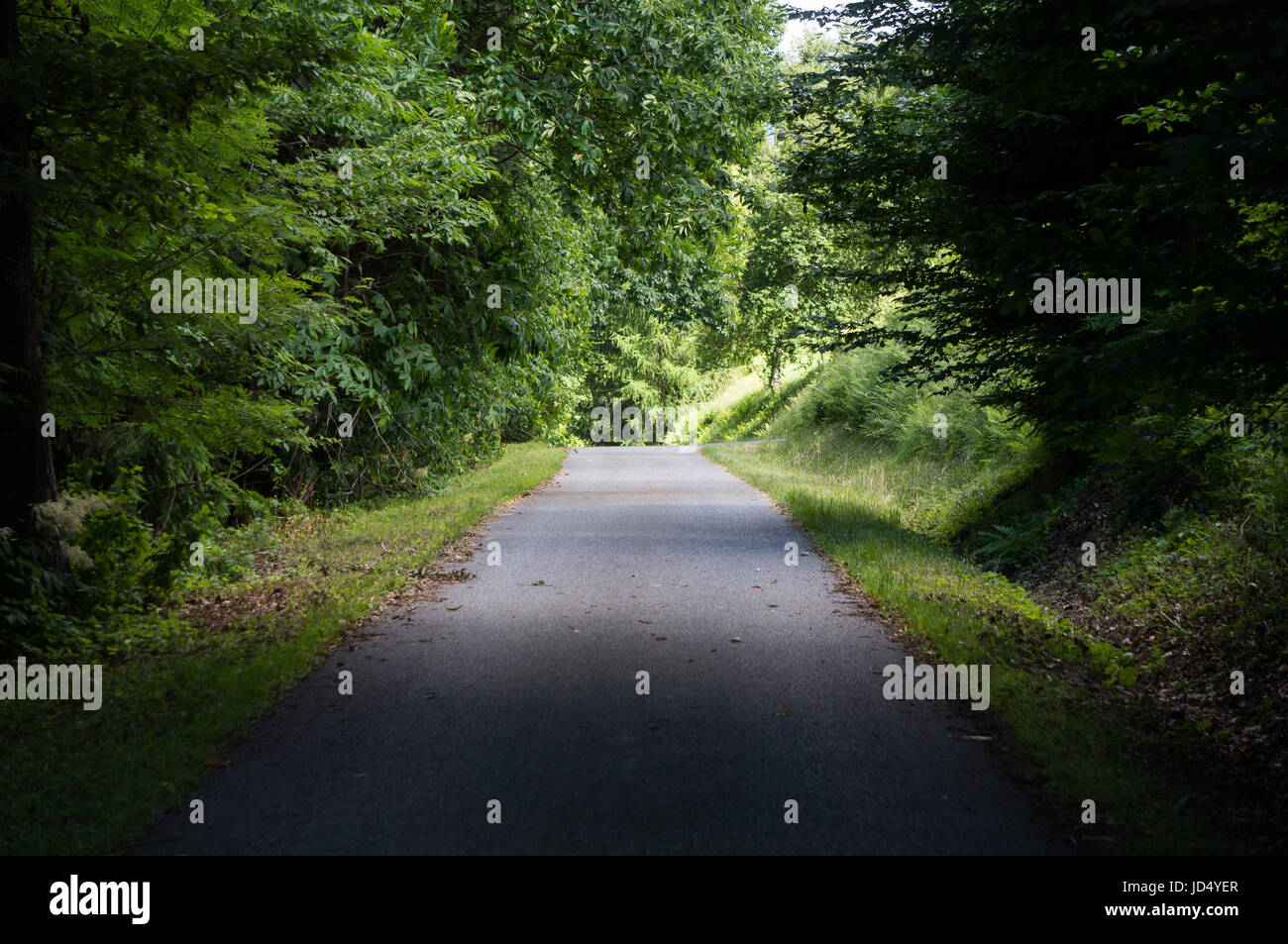 Asphalt road through the forest Stock Photo - Alamy