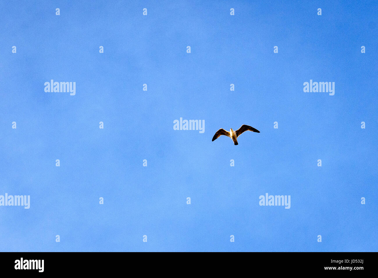 birds flying in blue sky in beautiful formation Stock Photo - Alamy