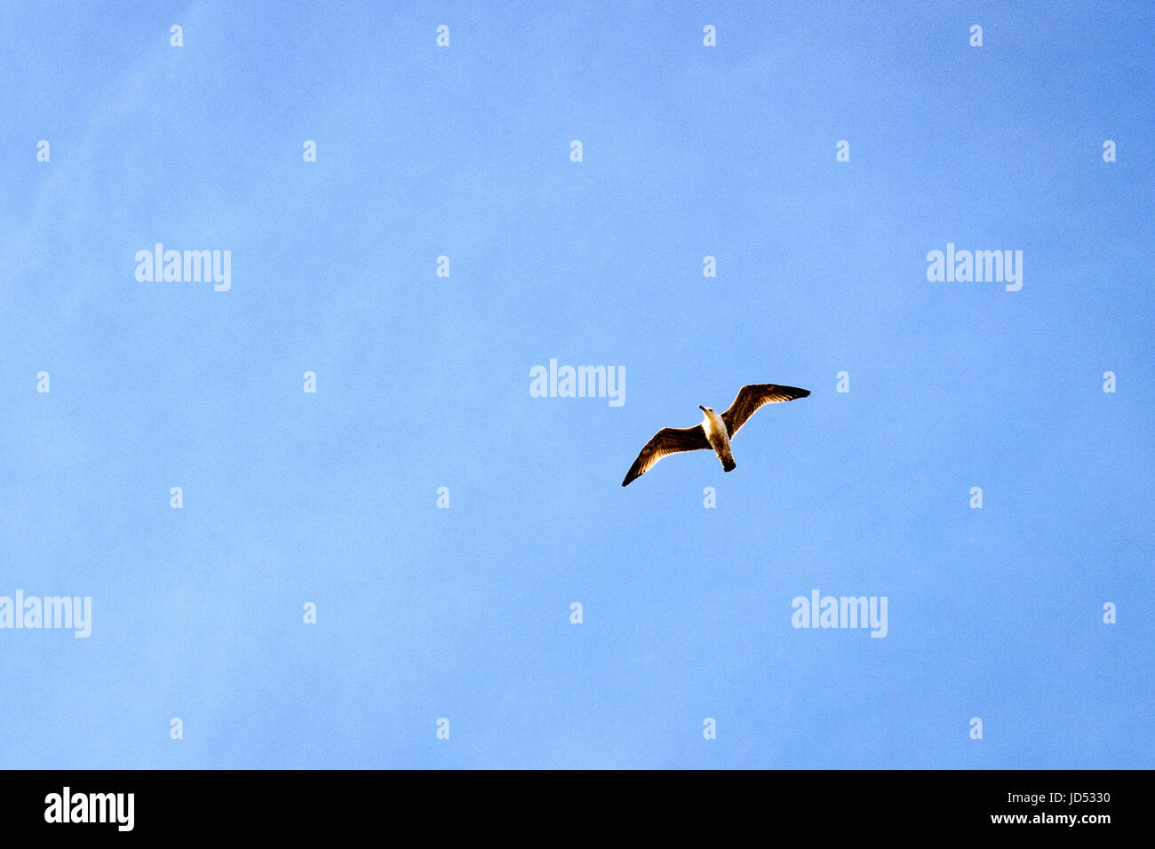birds flying in blue sky in beautiful formation Stock Photo - Alamy