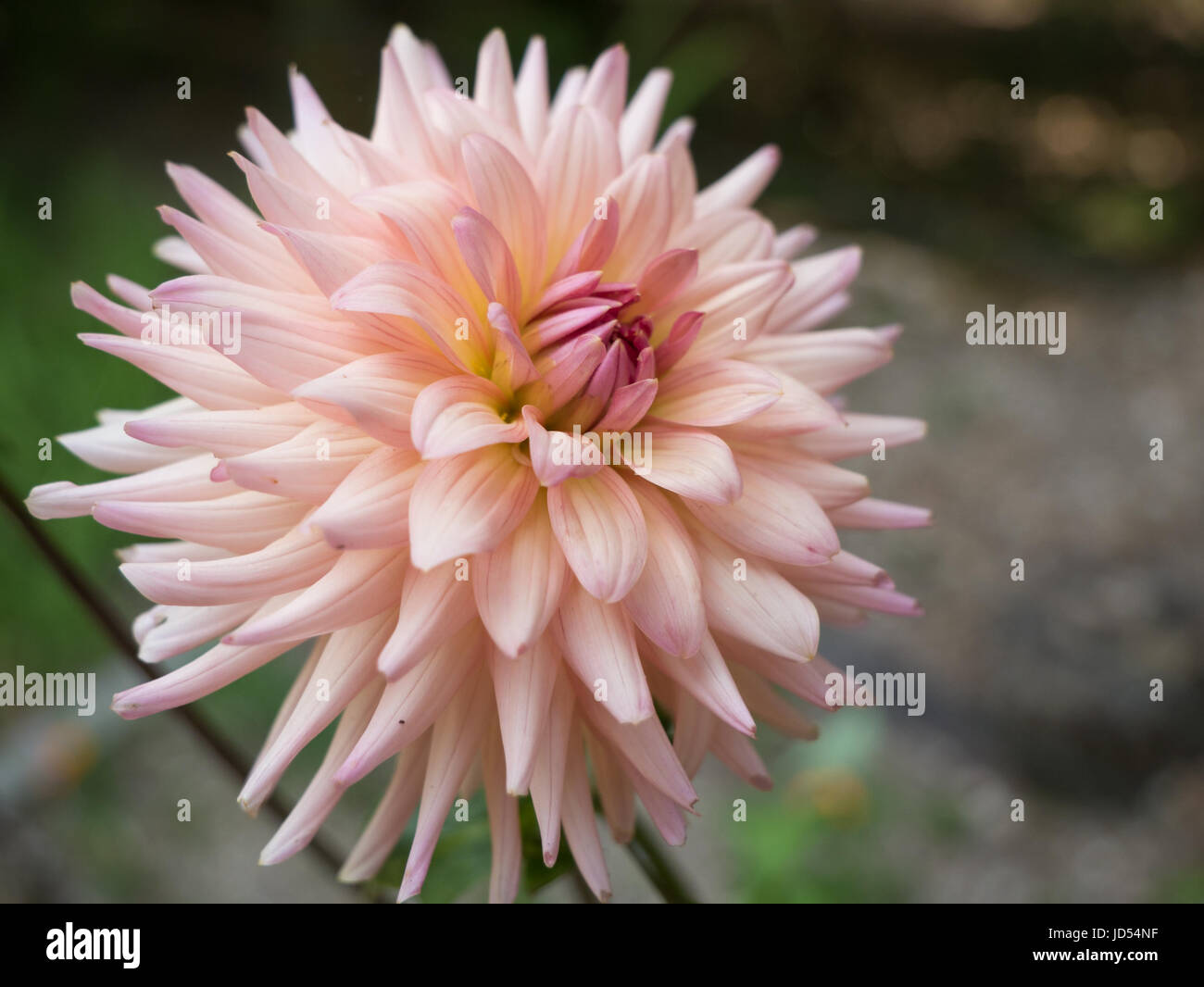 Pinkish color petals hi res stock photography and images Alamy Pinkish color petals hi res stock photography and images Alamy