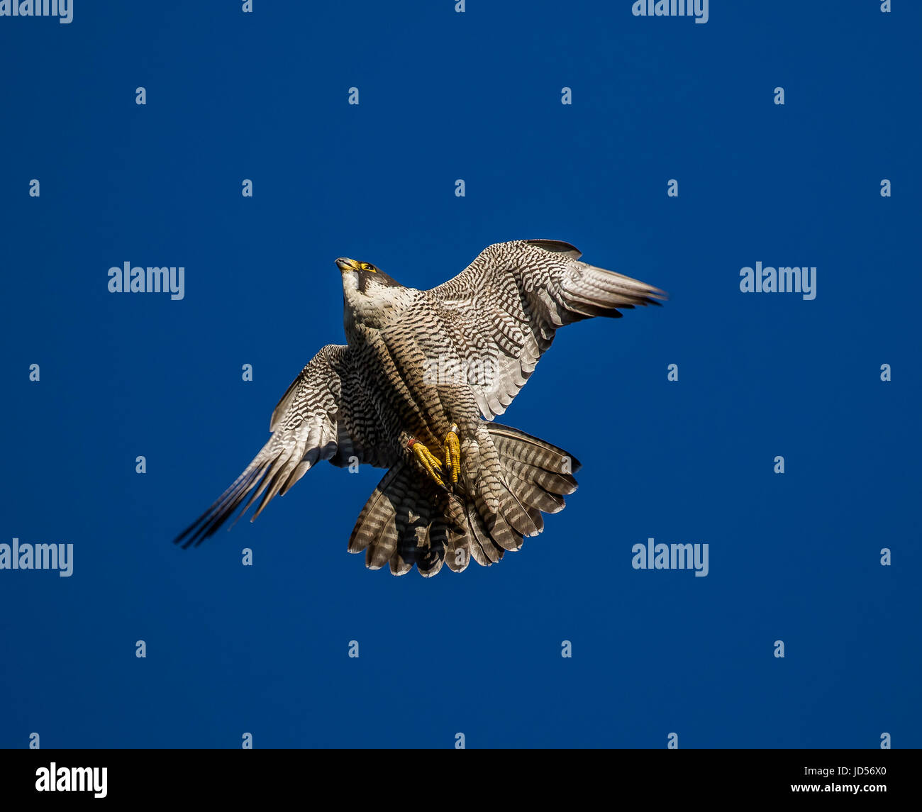Peregrine Falcon Stock Photo