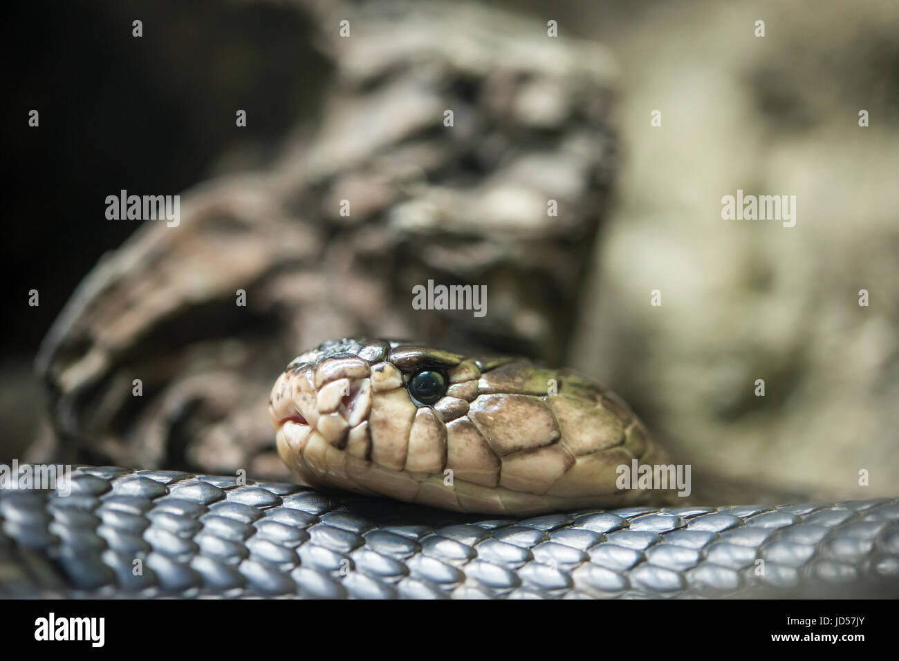 Venomous Black Forest Cobra through Google Glass 