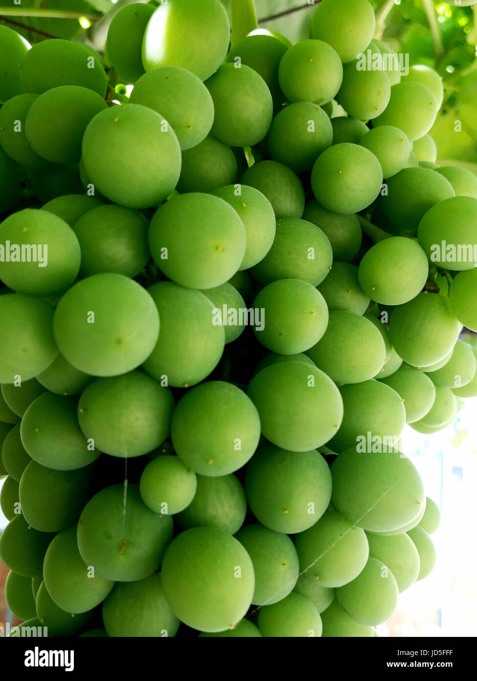 Bunch of green grapes on the vine Stock Photo - Alamy