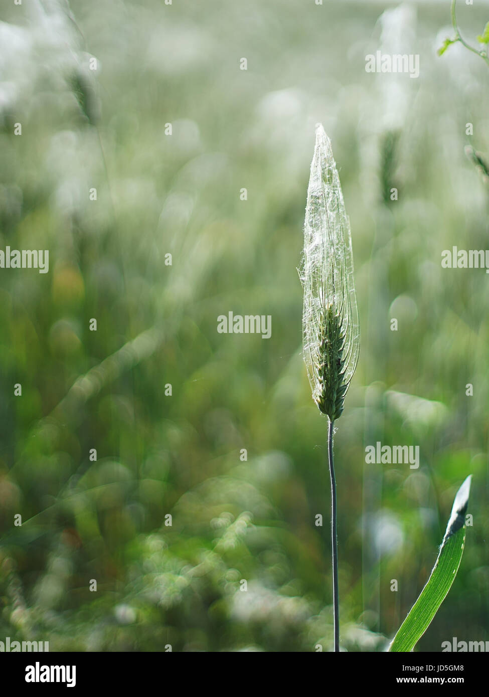 yellow fields with organic ripe wheat, Stock Photo