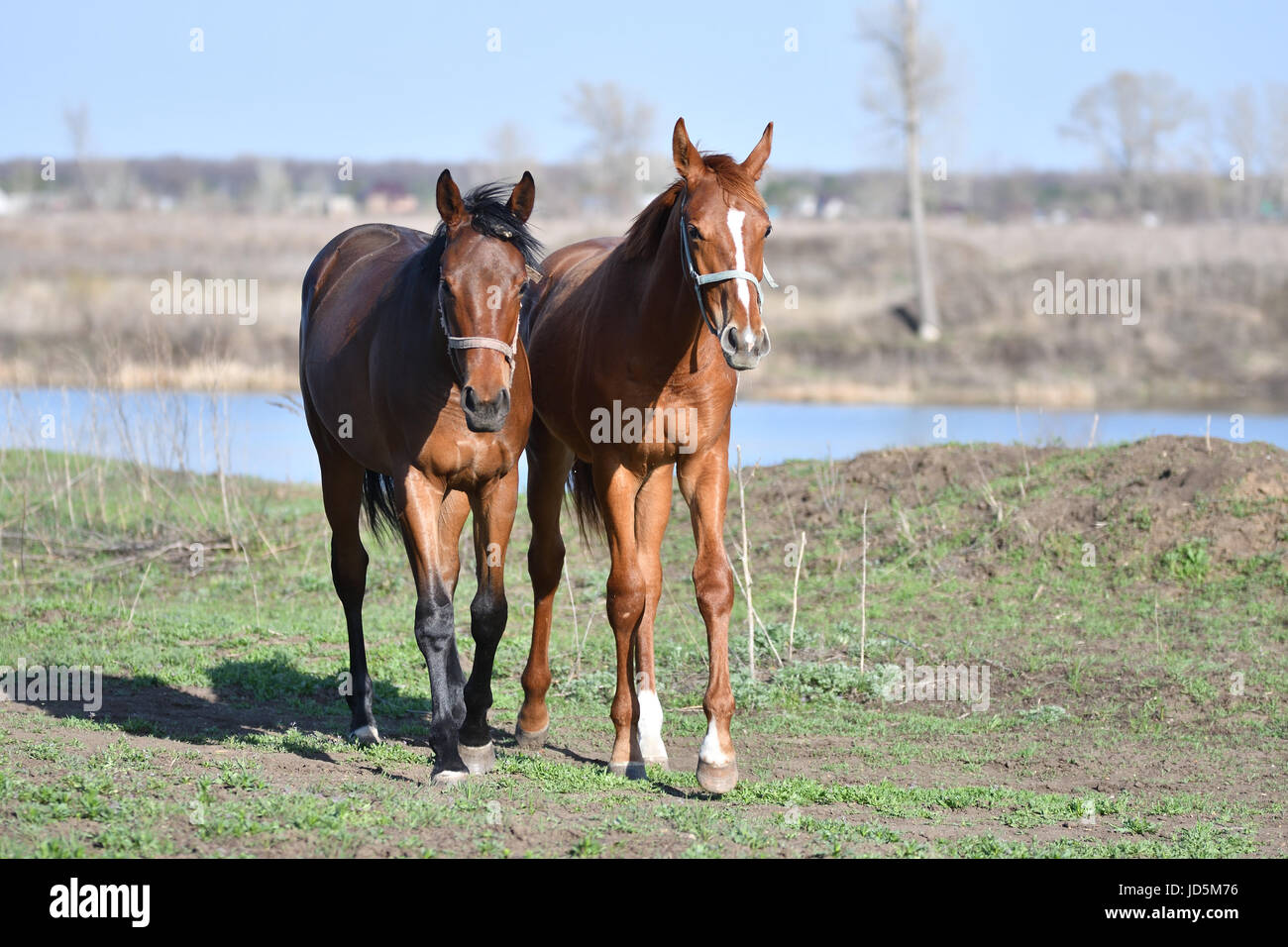 Horses In Spring Time Horses on a farm in spring time Stock Photo - Alamy