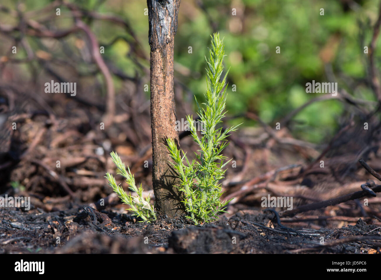 Gorse (Ulex europaeus) regrowth shoots after burning. New growth at base of plant after area of heathland burnt to prevent vegetative succession Stock Photo