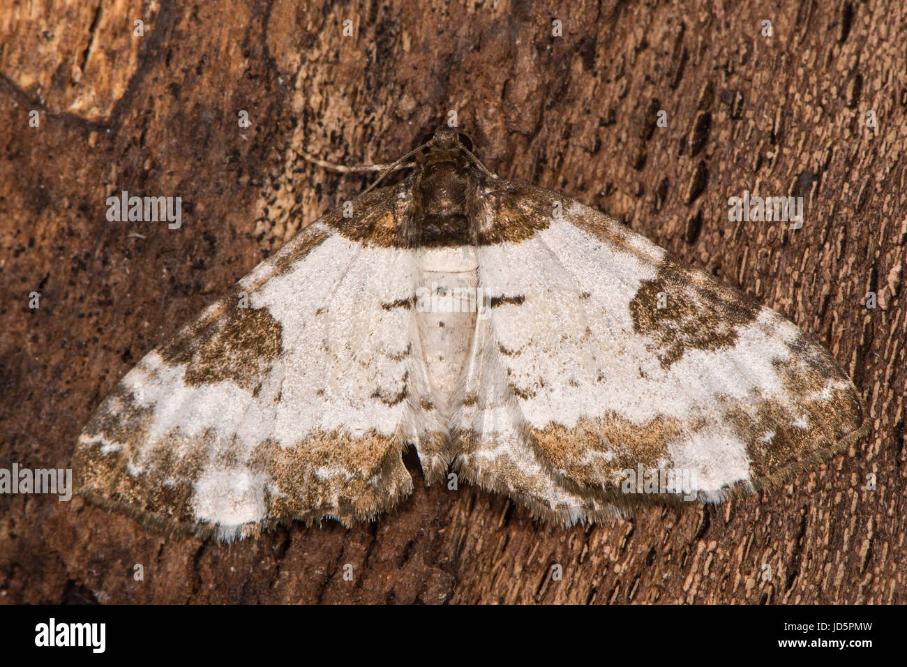Pretty chalk carpet moth (Melanthia procellata) from above. British insect of calcareous soils, in the family Geometridae, the geometer moths Stock Photo