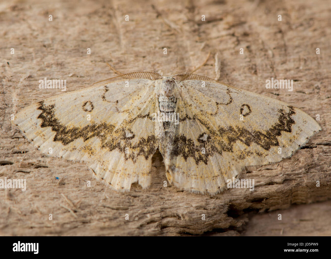 The mocha (Cyclophora annularia) moth from above. An attractive British moth that feeds on field maple (Acer campestre), in the family Geometridae Stock Photo