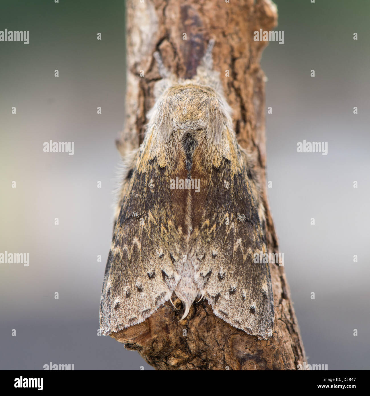 Lobster moth (Stauropus fagi) from above. British woodland insect in the family Notodontidae, at rest with wings held in distinctive posture Stock Photo