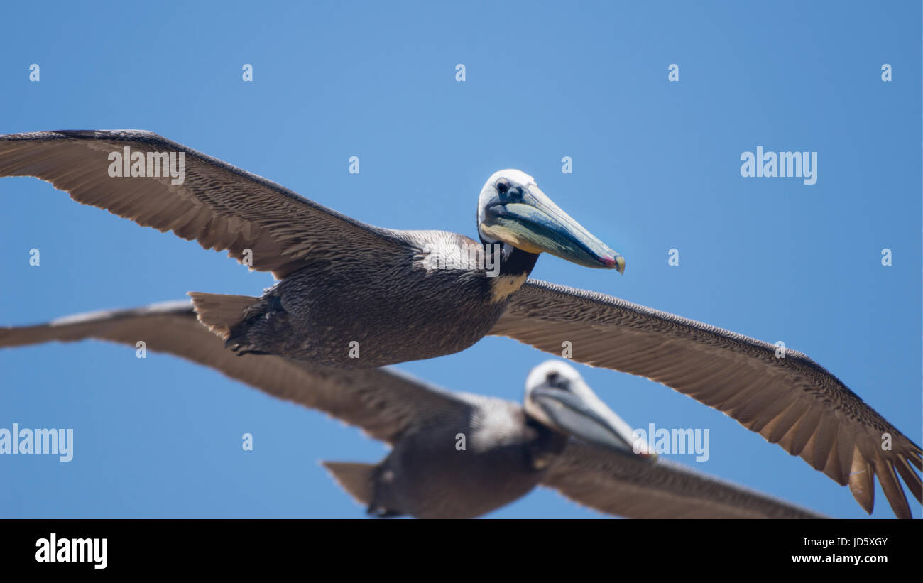 Brown pelicans soar over the Pacific coast near San Diego, California. Stock Photo