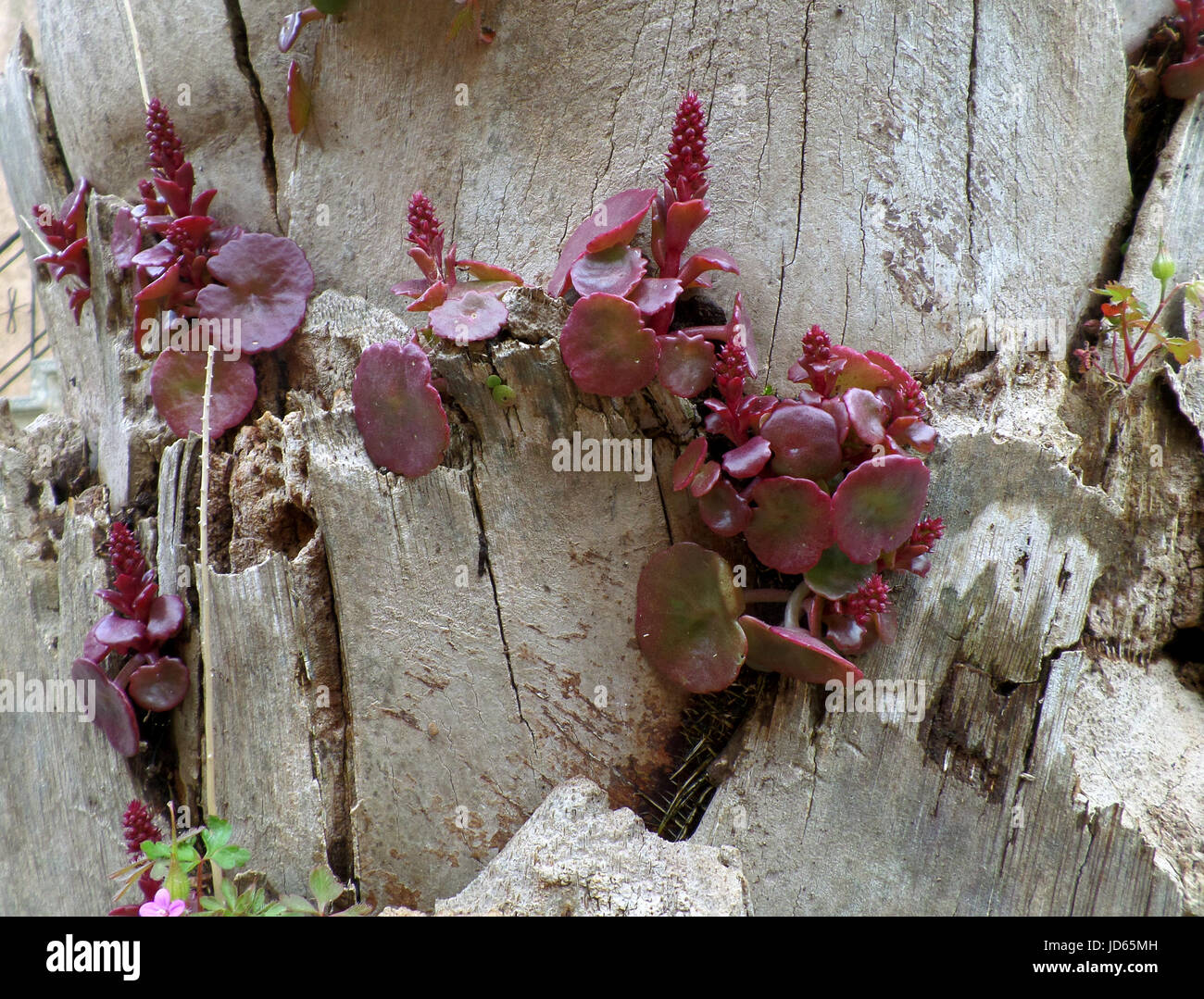 Purple Jelly Disc Mushroom (Ascocoryne sarcoides) on Tree Trunk, Crete Island of Greece Stock Photo