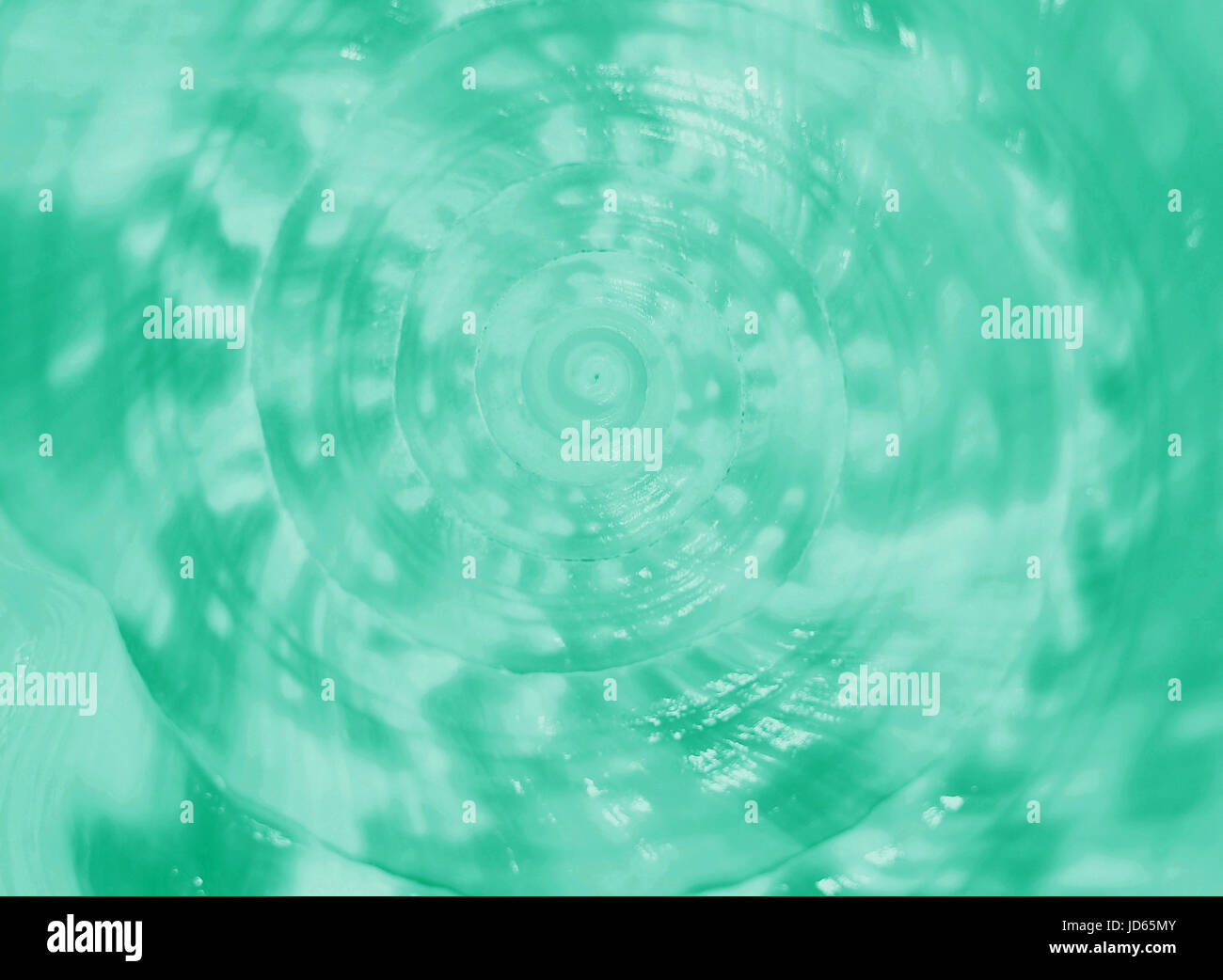 Closed up spiral and texture of King Helmet Conch sea shell in mint