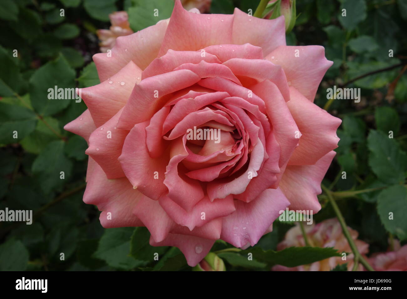 Pink Rose with Raindrops Stock Photo - Alamy