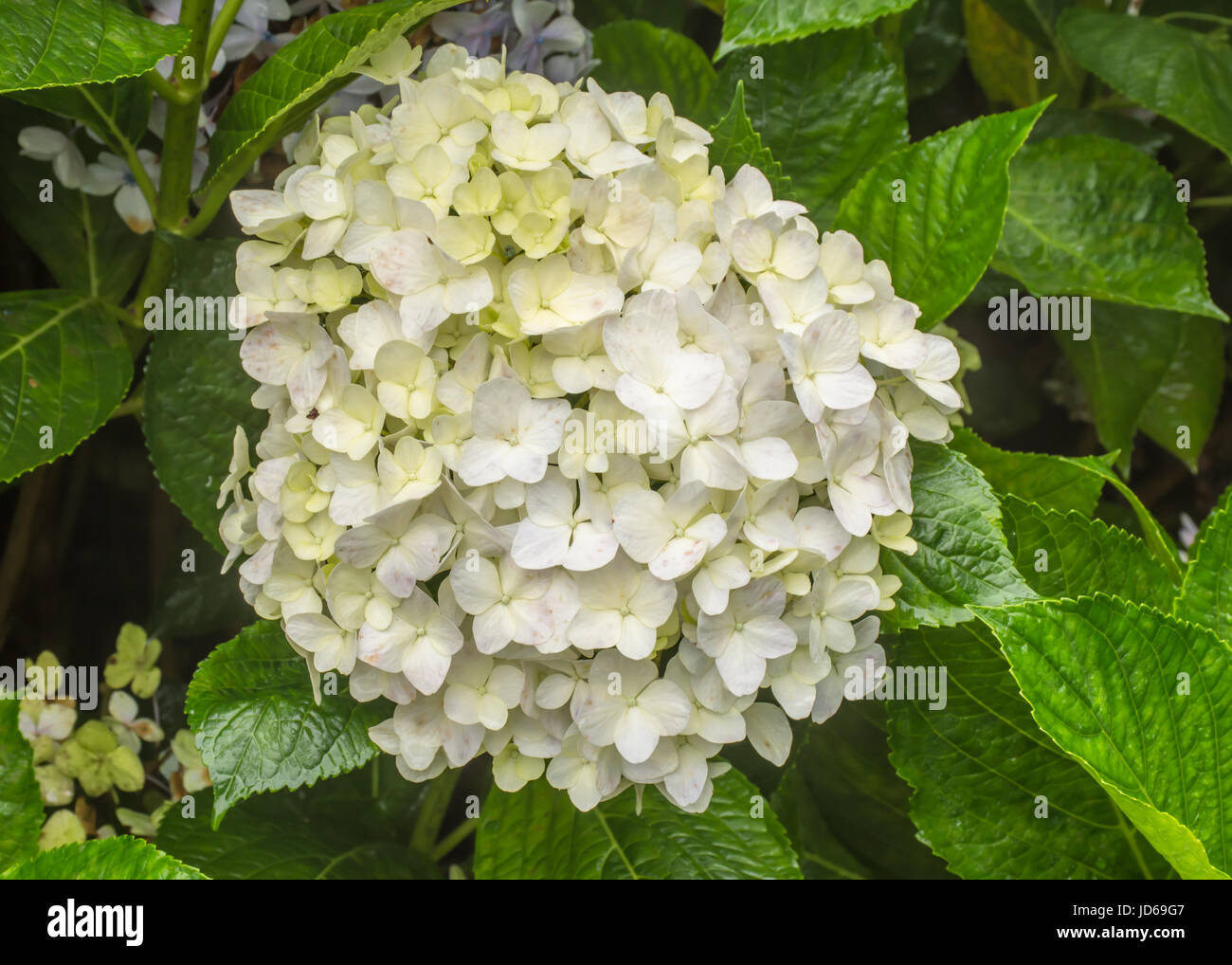 White hydrangea flower hi-res stock photography and images - Alamy