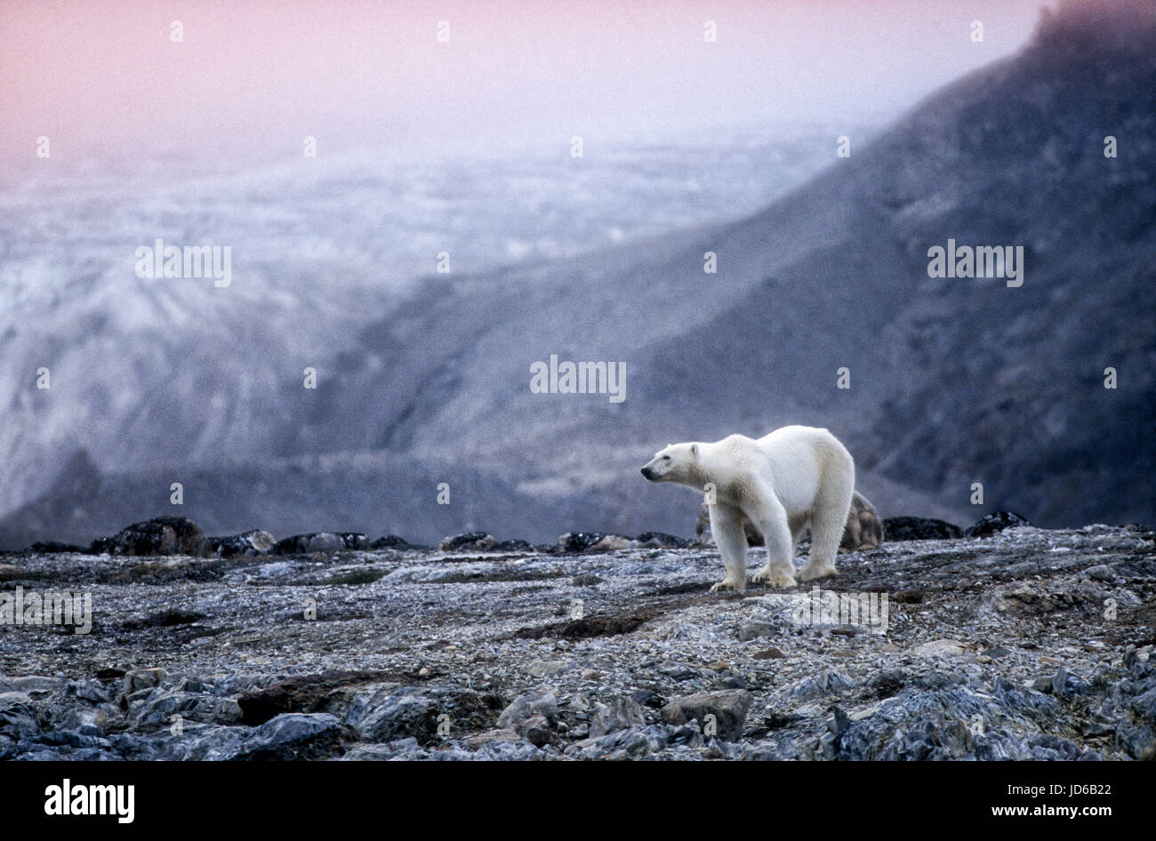 Polar Bear, Spitzbergen or Svalbard, Norway, trapped on land by melting sea ice, starvation a possibility when unable to hunt seals. Climate change. Stock Photo