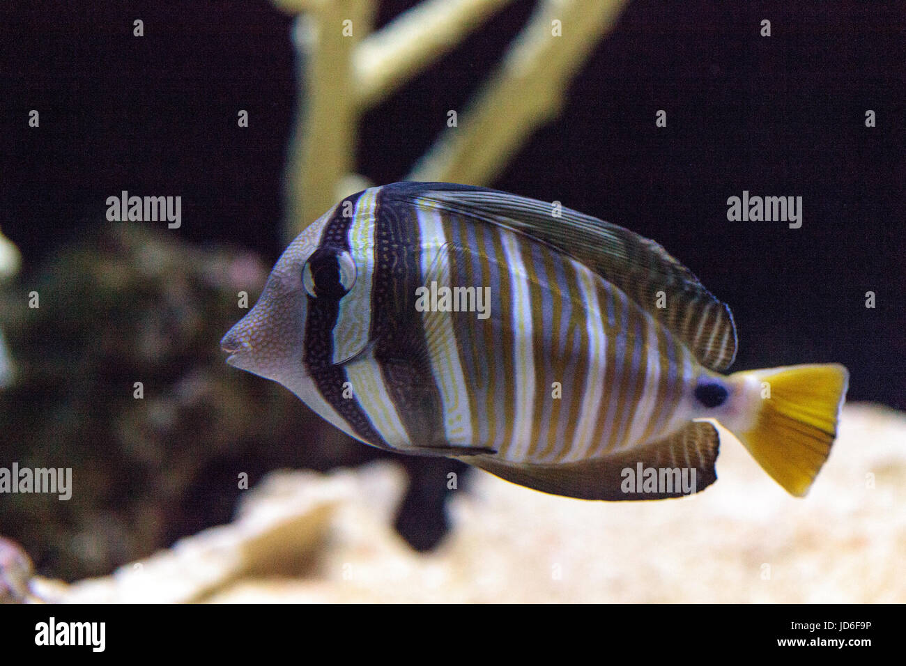 Desjardini Sailfin tang Zebrasoma desjardini in a coral reef. Stock Photo