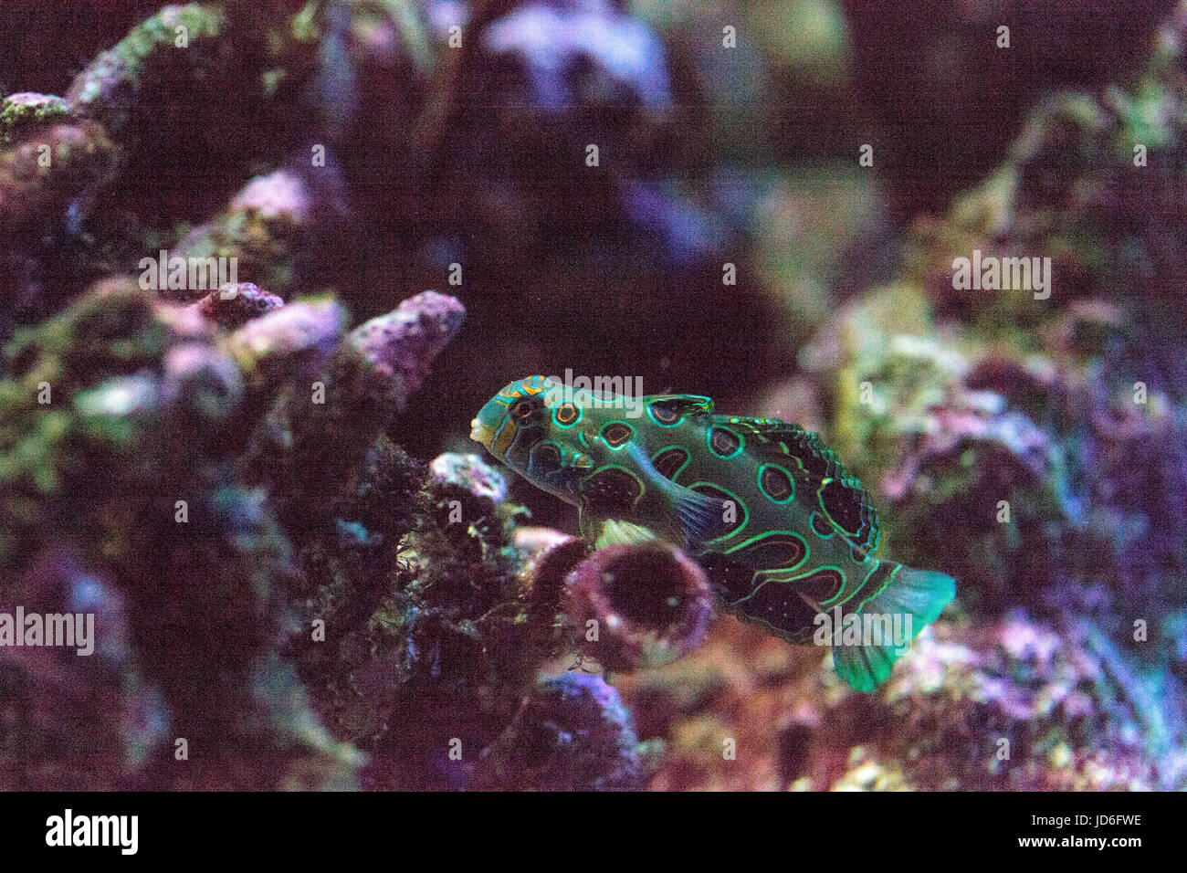 Picturesque Dragonet fish Synchiropus picturatus swims over a coral reef Stock Photo